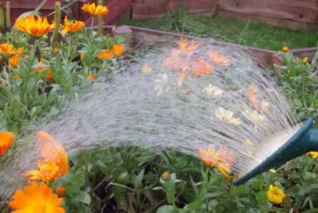 Plant Feed Preparations